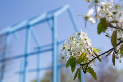 white flower in front of blue sculpture